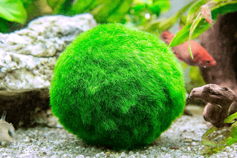 Marimo Moss Ball